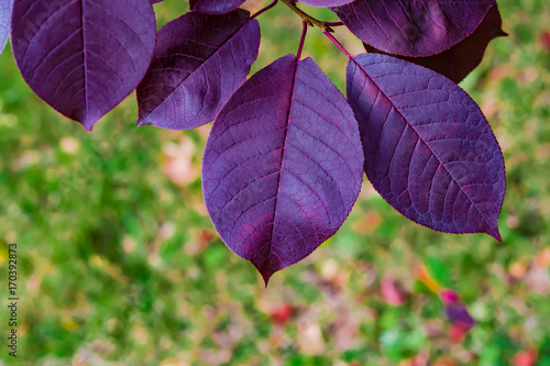 Tableau sur toile Purple leaves of wild cherry, background and topic autumn, landscape