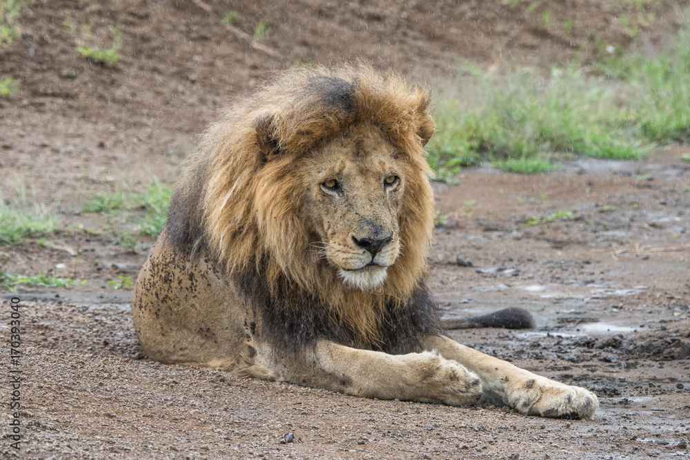 Obraz premium Lion (Panthera leo)