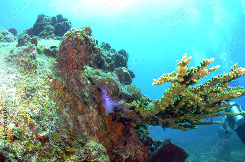 Fototapeta Naklejka Na Ścianę i Meble -  coral found in coral reef area at Redang island, Malaysia