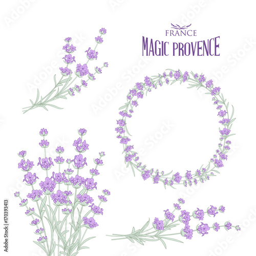 Set of lavender flowers elements. Collection of lavender wreaths, bouquets and branches on a white background. Vector Botanical illustration bundle.