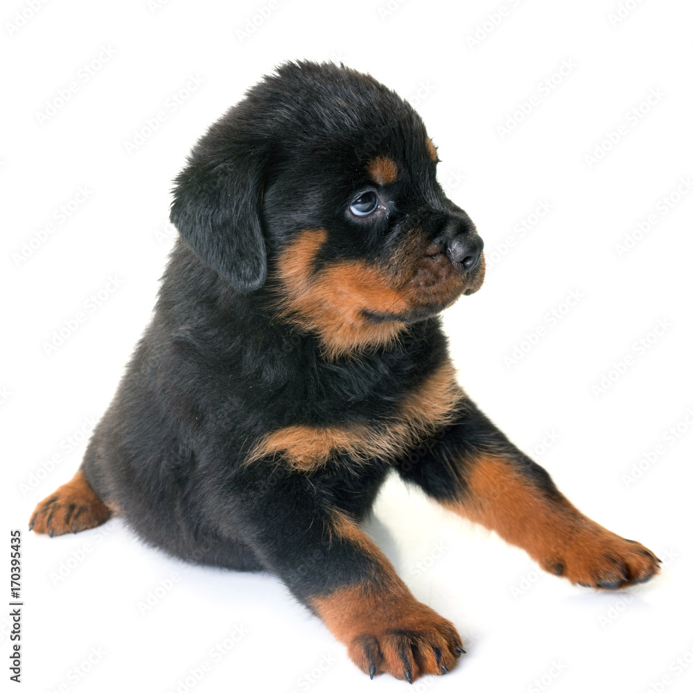 puppy rottweiler in studio