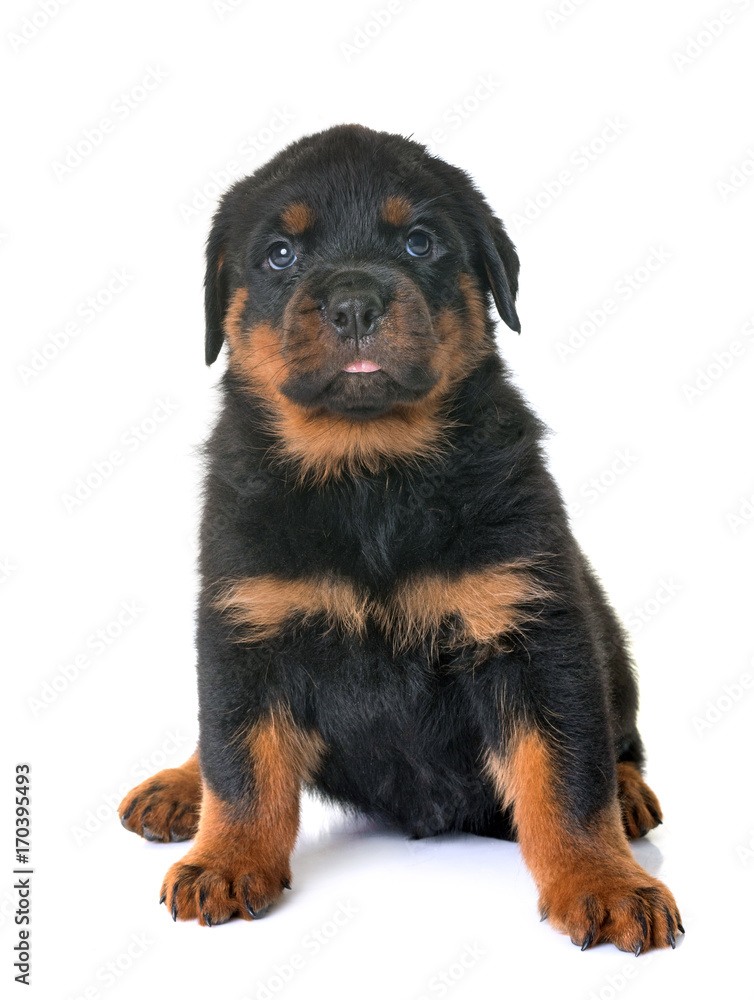 puppy rottweiler in studio