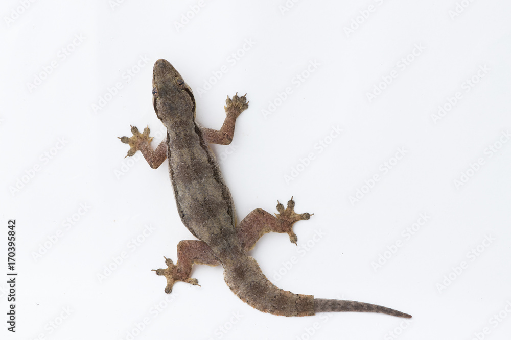 Naklejka premium House lizard (Hemidactylus platyurus) on white background