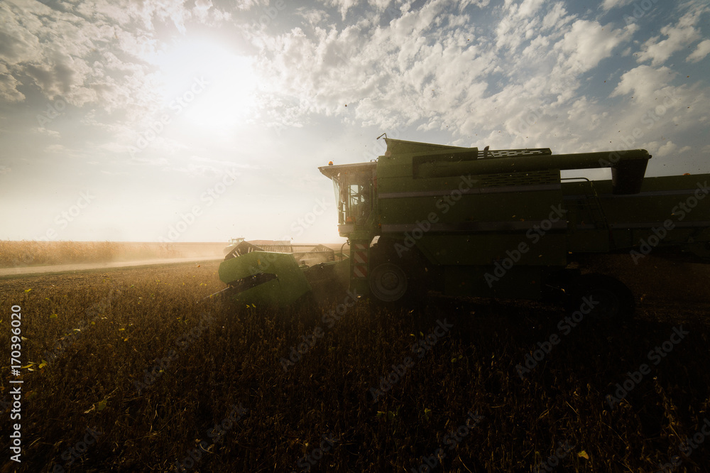 Naklejka premium Harvesting of soybean field