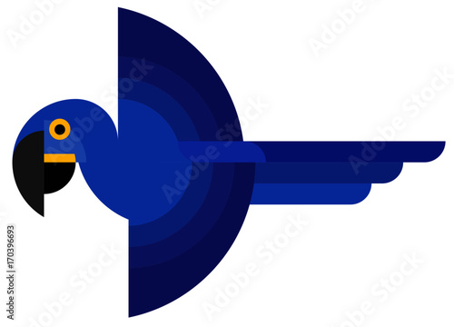 Hyacinth macaw flying