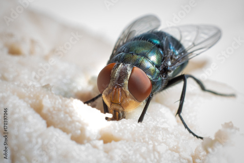 fly eatting