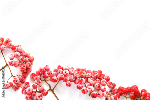 Christmas background. Red ashberry in the frost isolated on white background.Christmas frame.