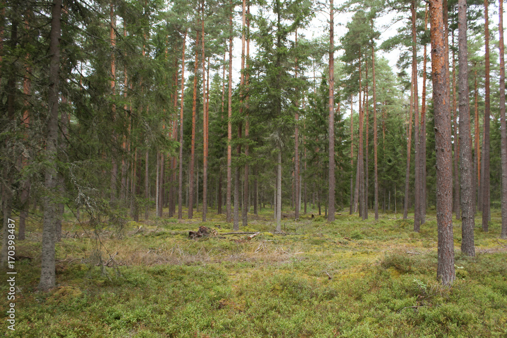 Fototapeta premium Shot of forest.