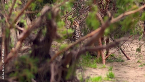 A tiger cub in a bush in zoo park. photo