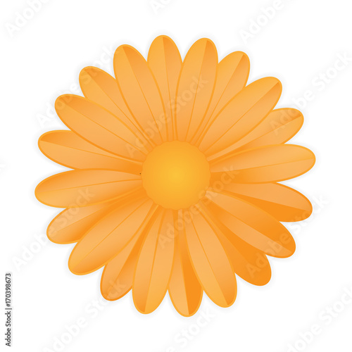Fototapeta Naklejka Na Ścianę i Meble -  Orange flower on white background
