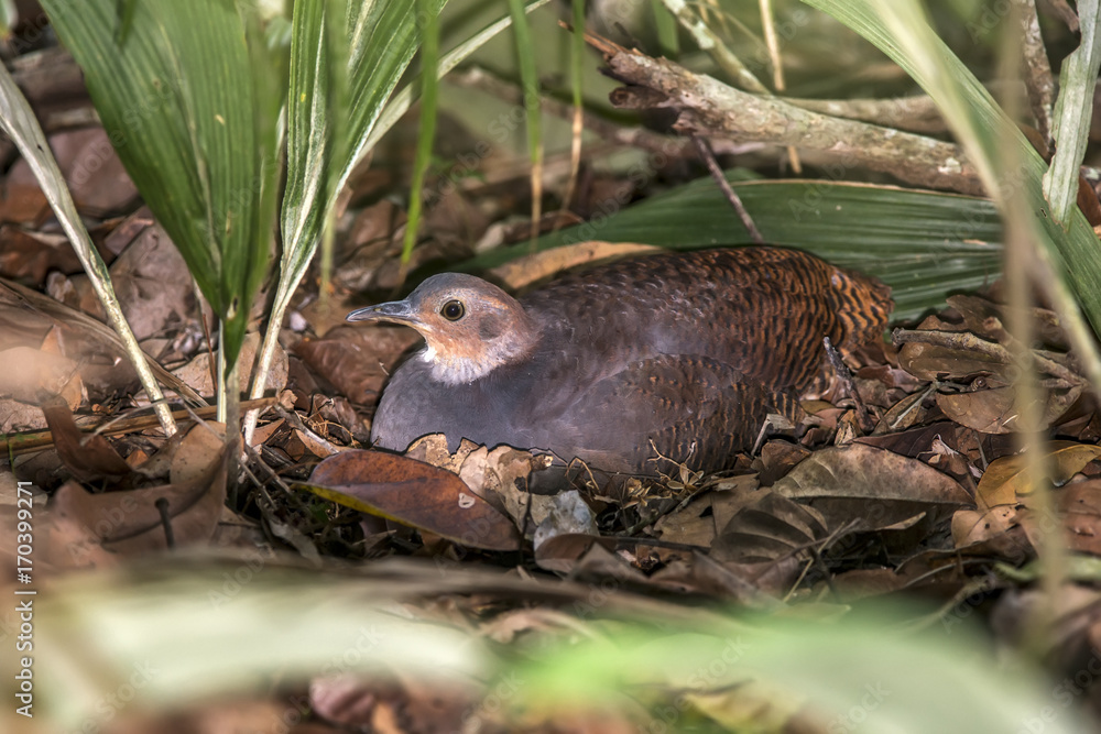Jaó-do-sul (Crypturellus noctivagus) | Yellow-legged Tinamou photographed in Linhares, Espírito Santo - Southeast of Brazil. Atlantic Forest Biome. Jaó-do-sul (Crypturellus noctivagus) | Yellow-legged Tinamou photographed in Linhares, Espírito Santo - Southeast of Brazil. Atlantic Forest Biome.