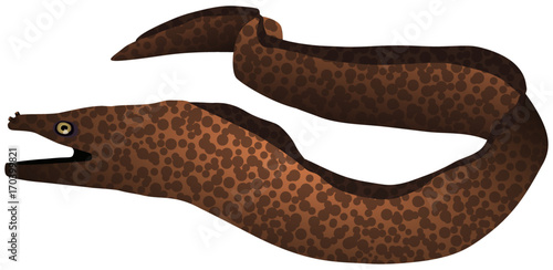 Moray eel vector