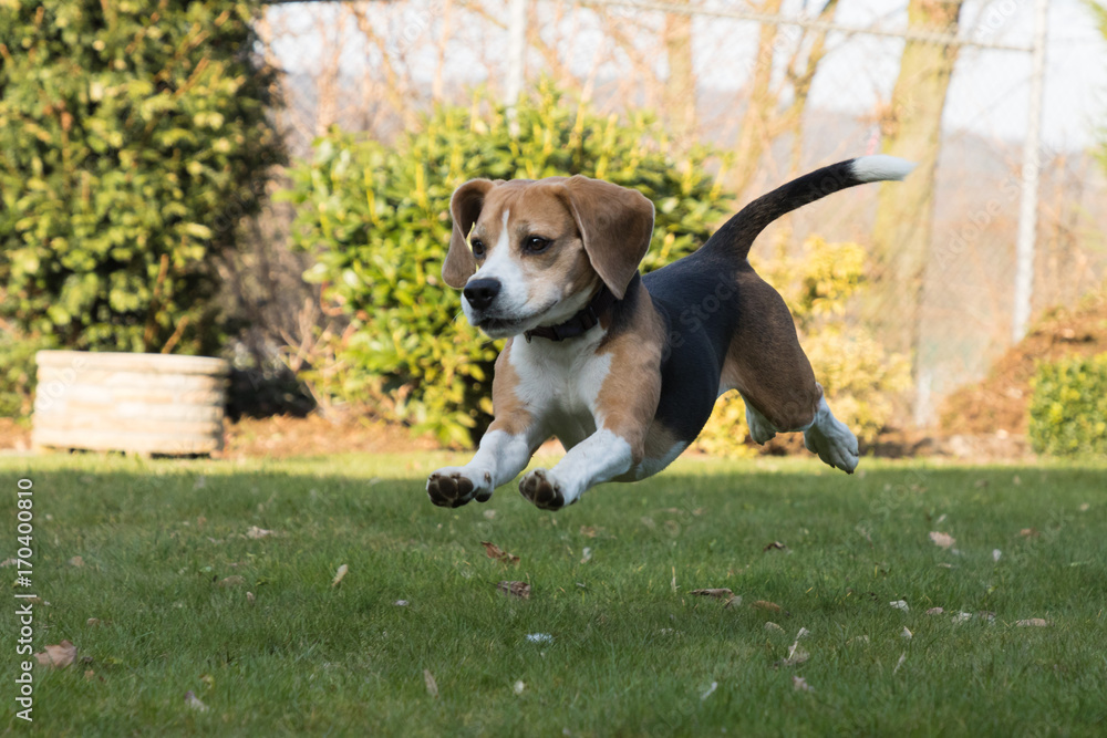 running beagle in a garden