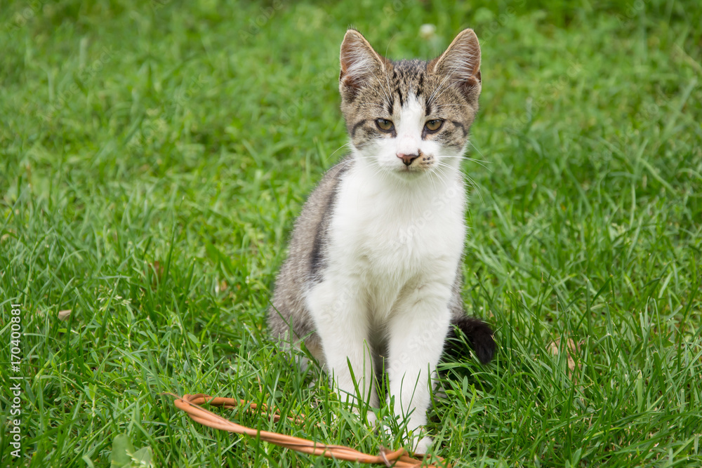 Grey and white tabby cat on the grass, looking in the camera