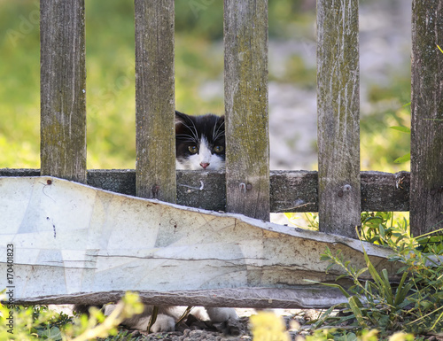 funny little kitten fearfully peeping from behind an old wooden fence © nataba