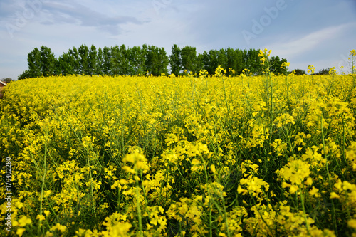 rapeseed field © drobacphoto
