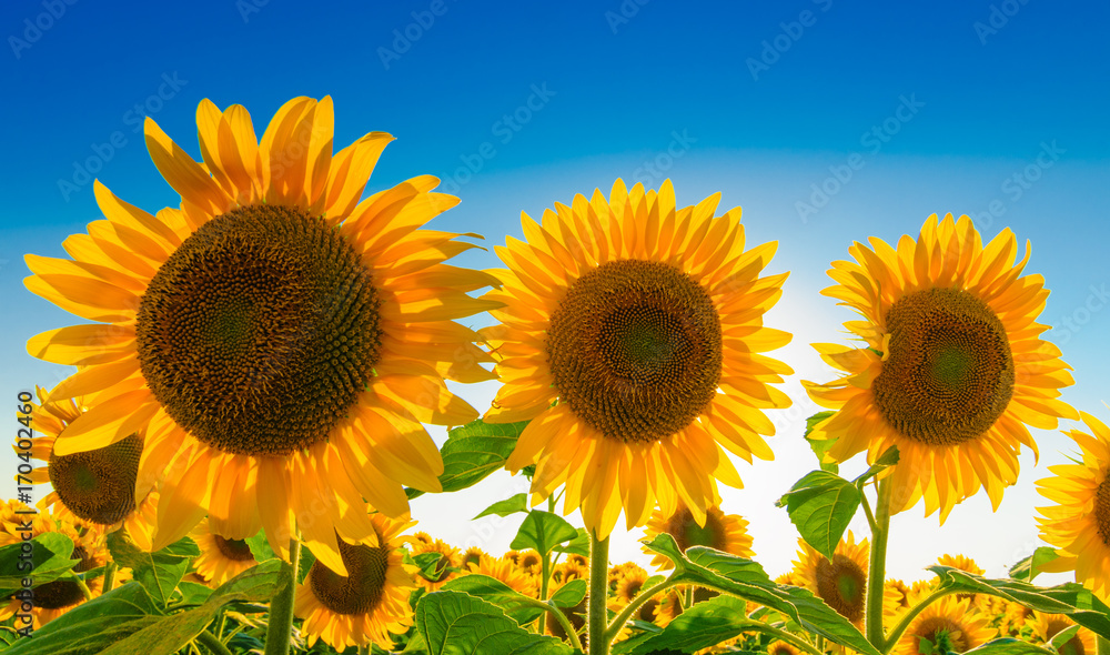 Obraz premium Three sunflowers against blue sky