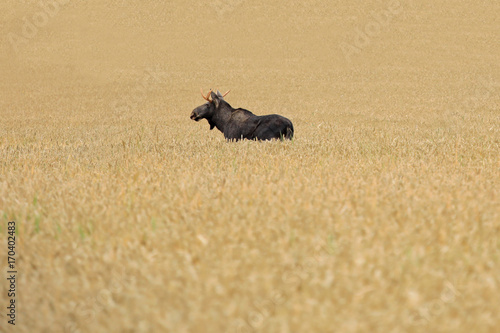 Obraz na plátne Elk in Wheat Field