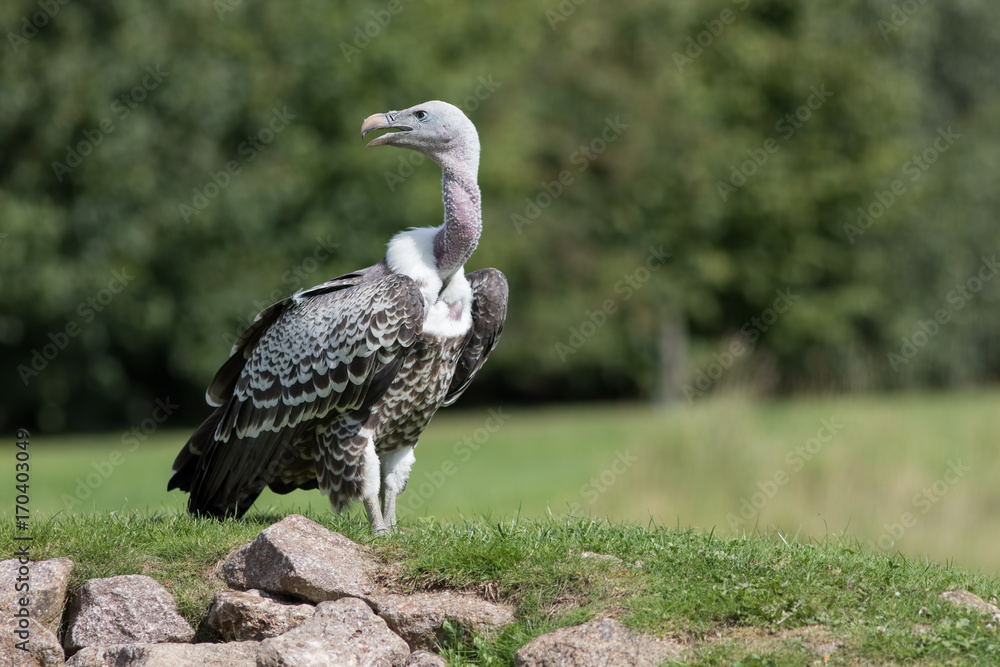 Ruppells Griffon Vulture (Gyps rueppelli) standing on rocky mound ...