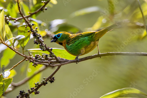 Saíra-lagarta (Tangara desmaresti) | Brassy-breasted Tanager photographed in Afonso Claudio, Espírito Santo - Southeast of Brazil. Atlantic Forest Biome.  photo