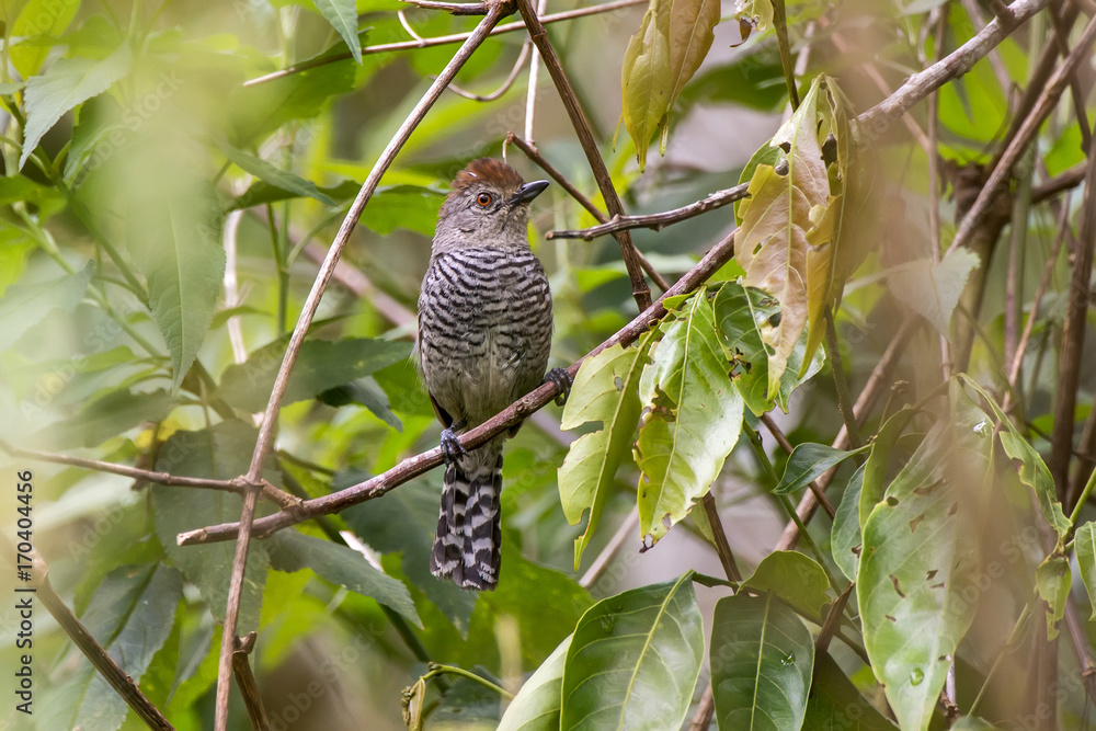 Choca-de-chapéu-vermelho (Thamnophilus ruficapillus) | Rufous-capped Antshrike photographed in Afonso Claudio, Espírito Santo - Southeast of Brazil. Atlantic Forest Biome. Choca-de-chapéu-vermelho (Thamnophilus ruficapillus) | Rufous-capped Antshrike photographed in Afonso Claudio, Espírito Santo - Southeast of Brazil. Atlantic Forest Biome.