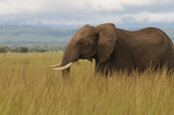 Elephant on African savanna - Mikumi National Park, Tanzania