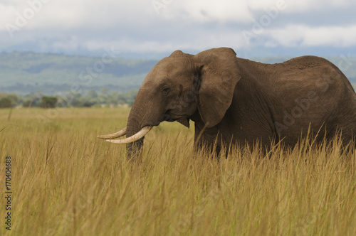 Elephant on African savanna - Mikumi National Park  Tanzania