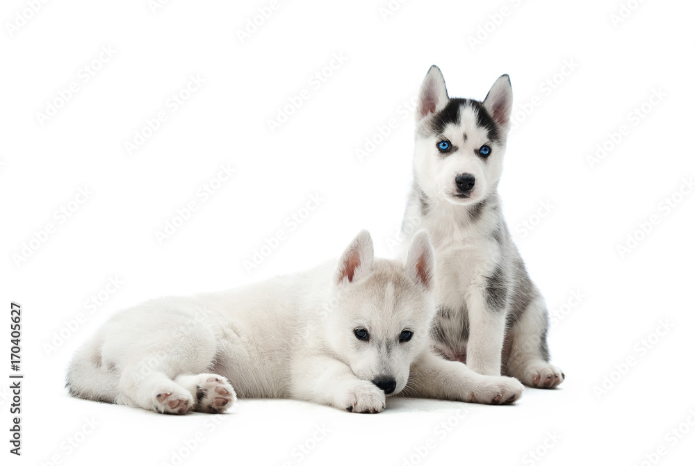 Portrait of two small puppies siberian husky dogs with blue eyes, lying, sitting on floor in studio. Funny small dogs resting, relaxed, looking away, after activity. Carried pets. Portrait of two small puppies siberian husky dogs with blue eyes, lying, sitting on floor in studio. Funny small dogs resting, relaxed, looking away, after activity. Carried pets.