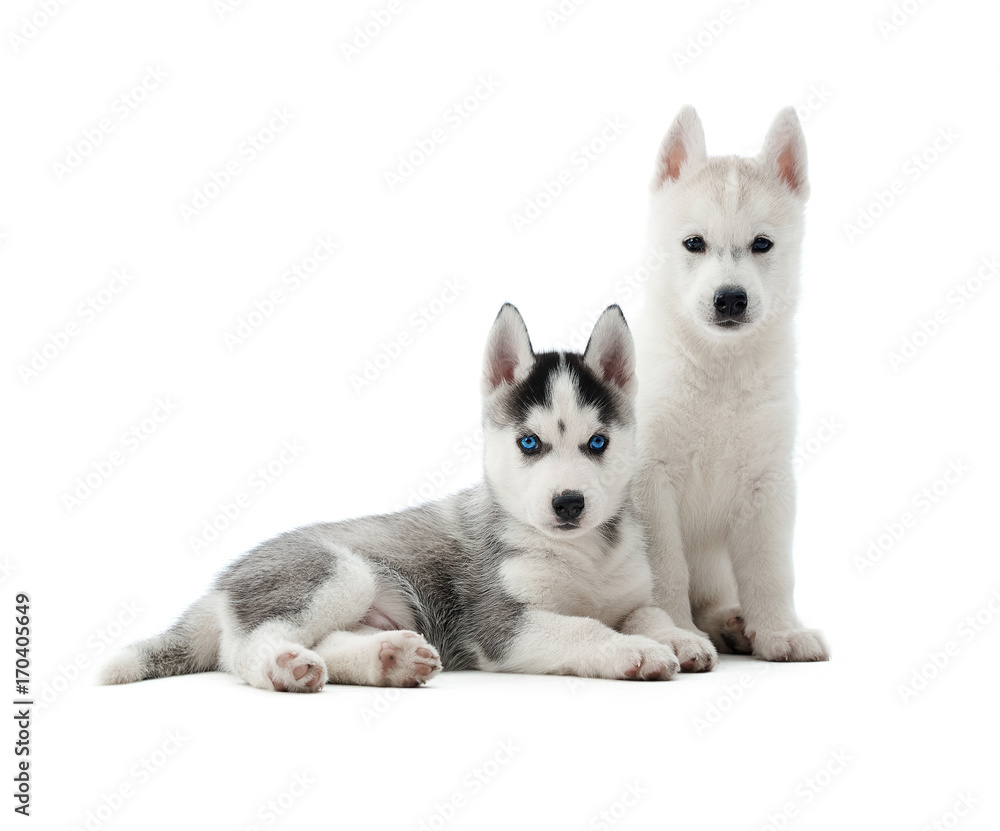 Funny siberian husky puppies, sitting in studio at white background, interesting looking at camera and posing. Two cute dogs like wolf with gray and white color of fur and blue eyes. Isolate.