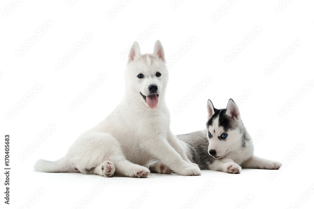 Two carried puppies of siberian husky dog playing, posing at studio on floor, lying, showing tongue, waiting for food. Cute dogs with white and gray fur, blue eyes, like woolf. Lovely pets. Isolate. Two carried puppies of siberian husky dog playing, posing at studio on floor, lying, showing tongue, waiting for food. Cute dogs with white and gray fur, blue eyes, like woolf. Lovely pets. Isolate.