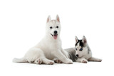 Two carried puppies of siberian husky dog playing, posing at studio on floor, lying, showing tongue, waiting for food. Cute dogs with white and gray fur, blue eyes, like woolf. Lovely pets. Isolate.