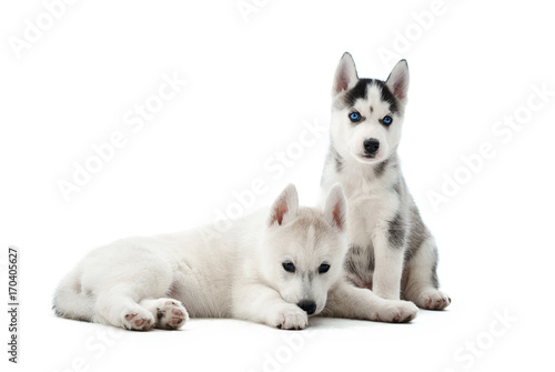 Portrait of two small puppies siberian husky dogs with blue eyes, lying, sitting on floor in studio. Funny small dogs resting, relaxed, looking away, after activity. Carried pets.