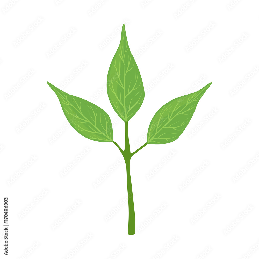 Obraz premium Green tree leaves vector Illustration