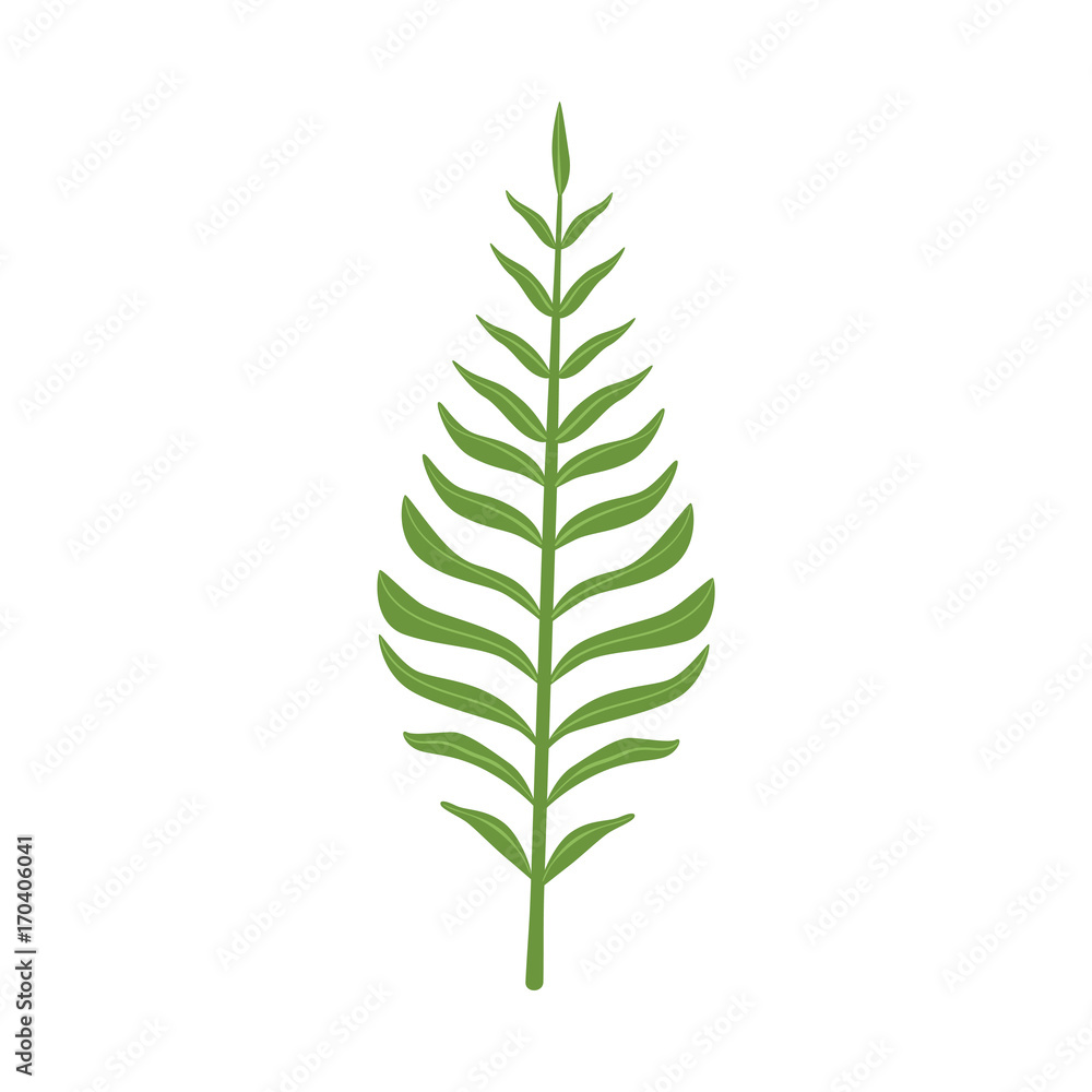 Pinnatisect green leaf vector Illustration Pinnatisect green leaf vector Illustration