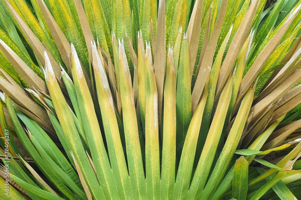 Obraz premium fresh green cuban petticoate palm leaves in nature garden