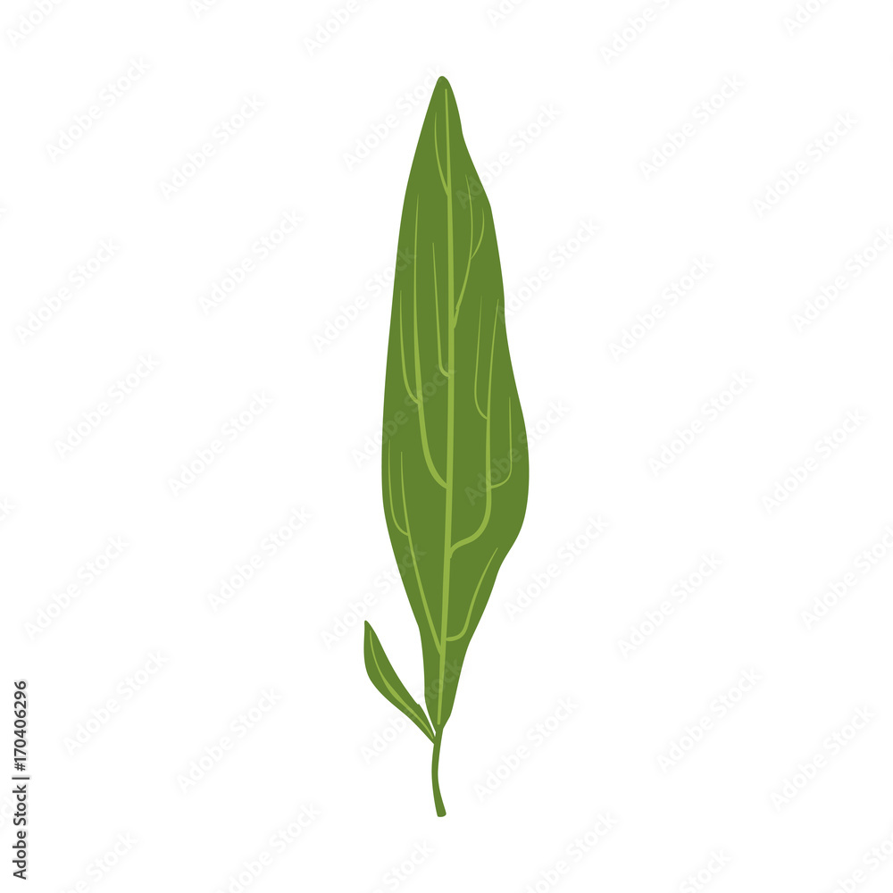 Willow tree green leaf vector Illustration Willow tree green leaf vector Illustration