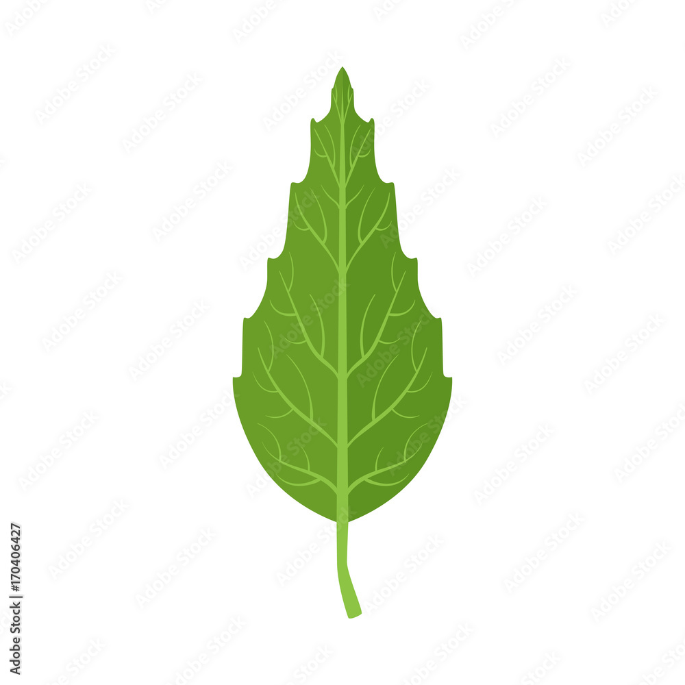 Obraz premium Beech tree green leaf vector Illustration