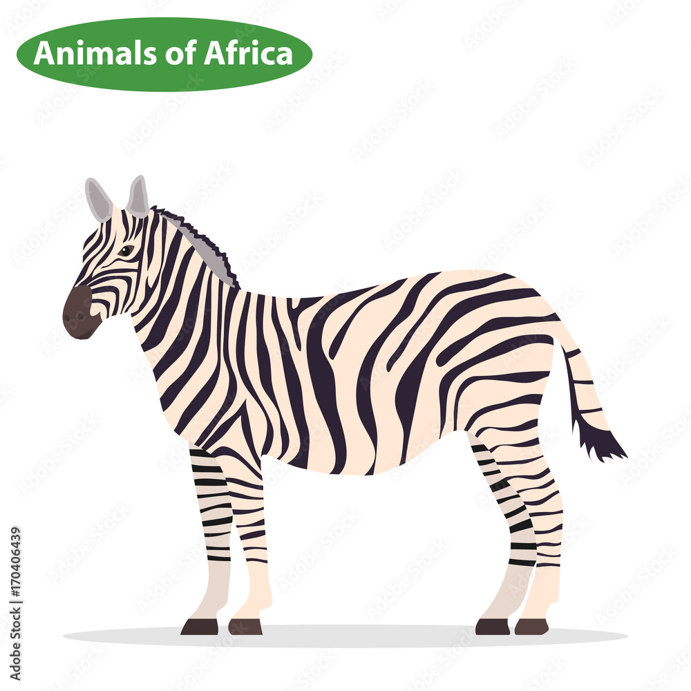 Fototapeta premium Zebra, zebra icon, African animals