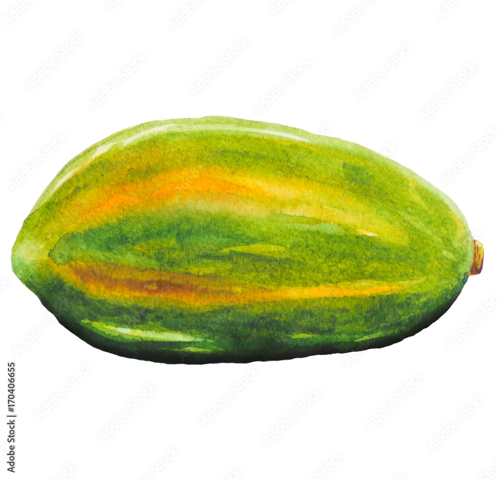 Papaya fruit painted with watercolor. Papaya fruit painted with watercolor.