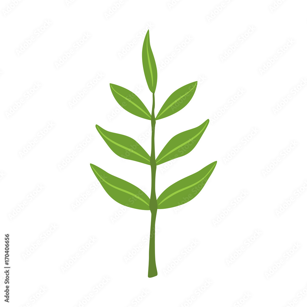 Fototapeta premium Ash tree green leaves