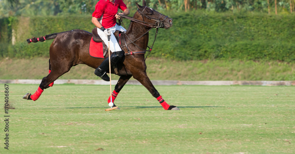 Polo horse sport player in a red polo shirt, white pants Stock Photo |  Adobe Stock