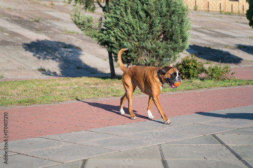 Boxer dog playing with ball on grey pavement