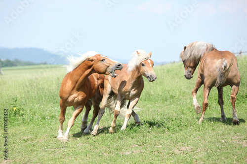 Fototapeta Naklejka Na Ścianę i Meble -  Three haflingers fighting