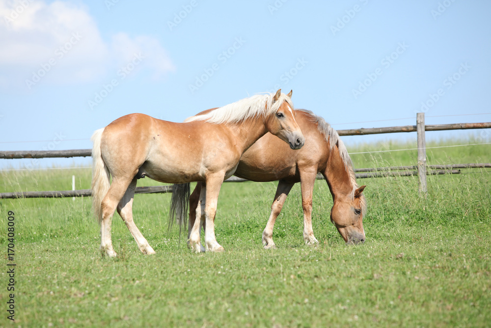 Haflinger mare and foal on pasturage Haflinger mare and foal on pasturage