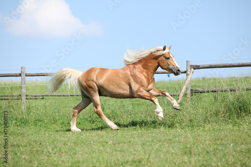 Fototapeta Naklejka Na Ścianę i Meble -  Amazing haflinger running on pasturage
