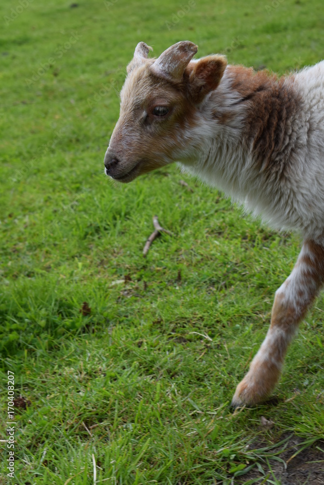 Little lamb, baby sheep Little lamb, baby sheep