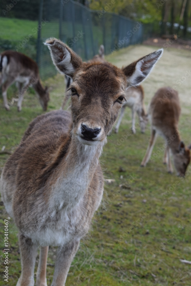Deer close-up, farm animal