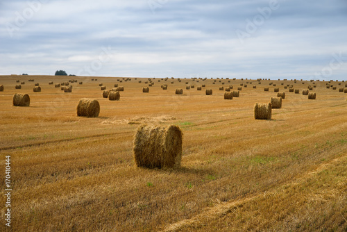 Harvested wheat field. Many straw stacks. © Zadvornov