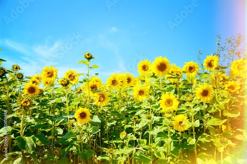 Grußkarte - Sonnenblumen