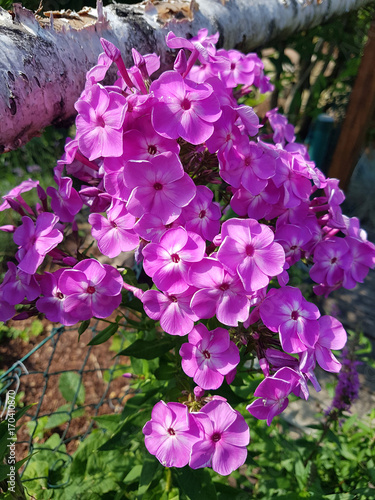 Phlox; Staudenphlox; paniculata photo